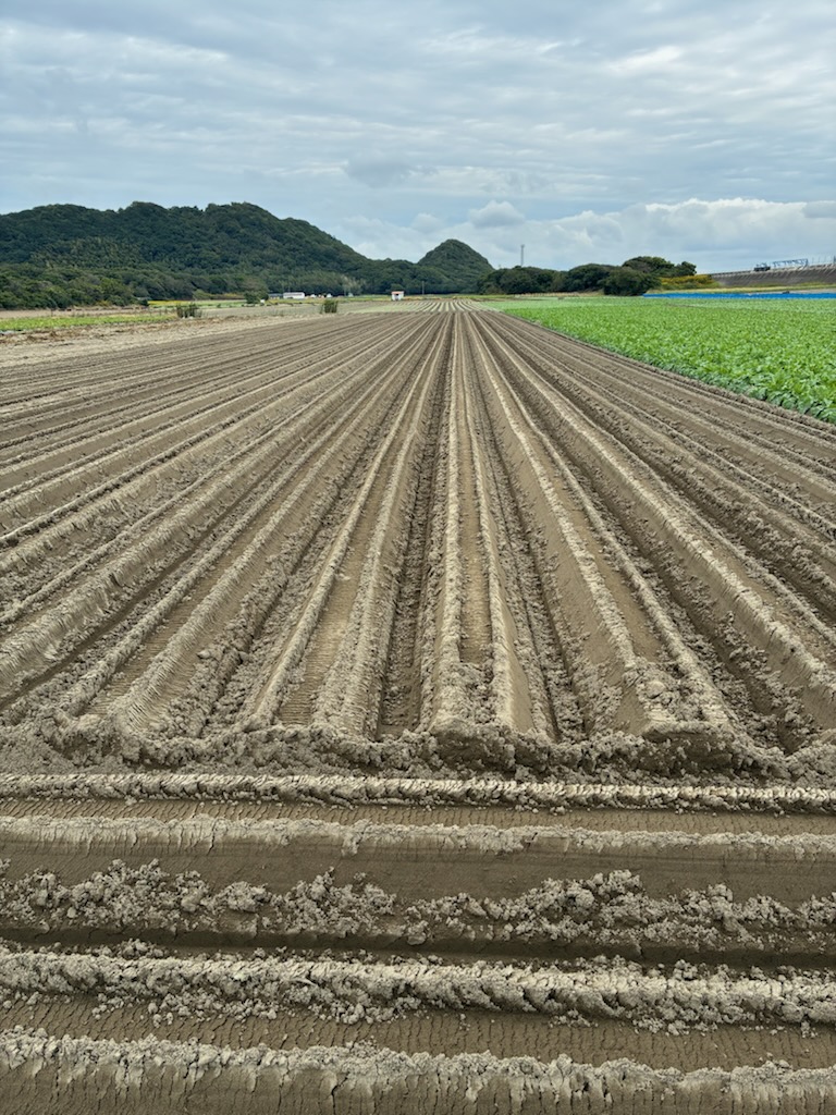 大根の種まき