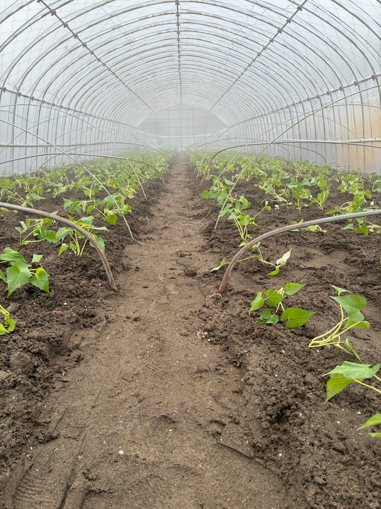 芋苗植えました