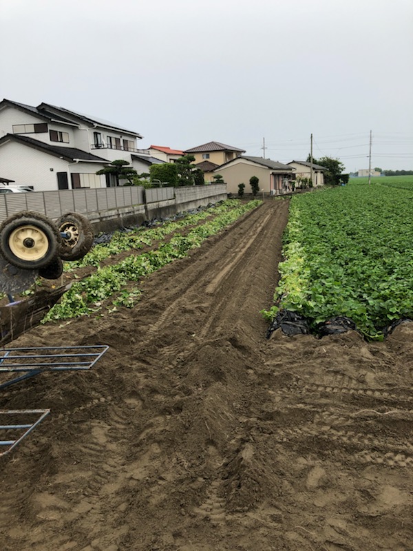 ２０１９年芋掘りスタート