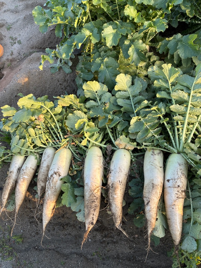 夏大根始めました