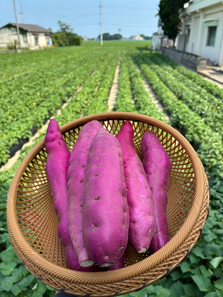 鳴門金時の出荷、始まりました！