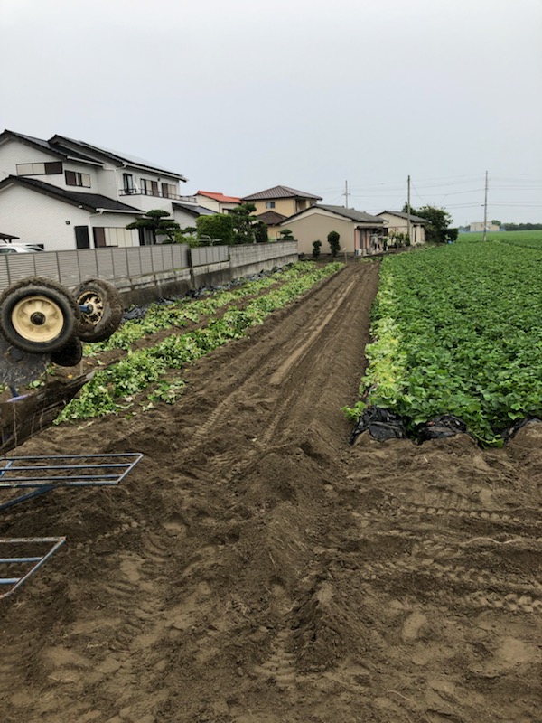 2019年芋掘りスタート