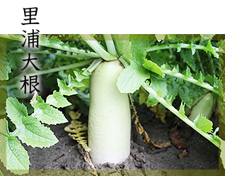 里浦大根